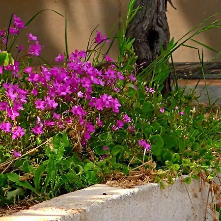 Garden Monsena